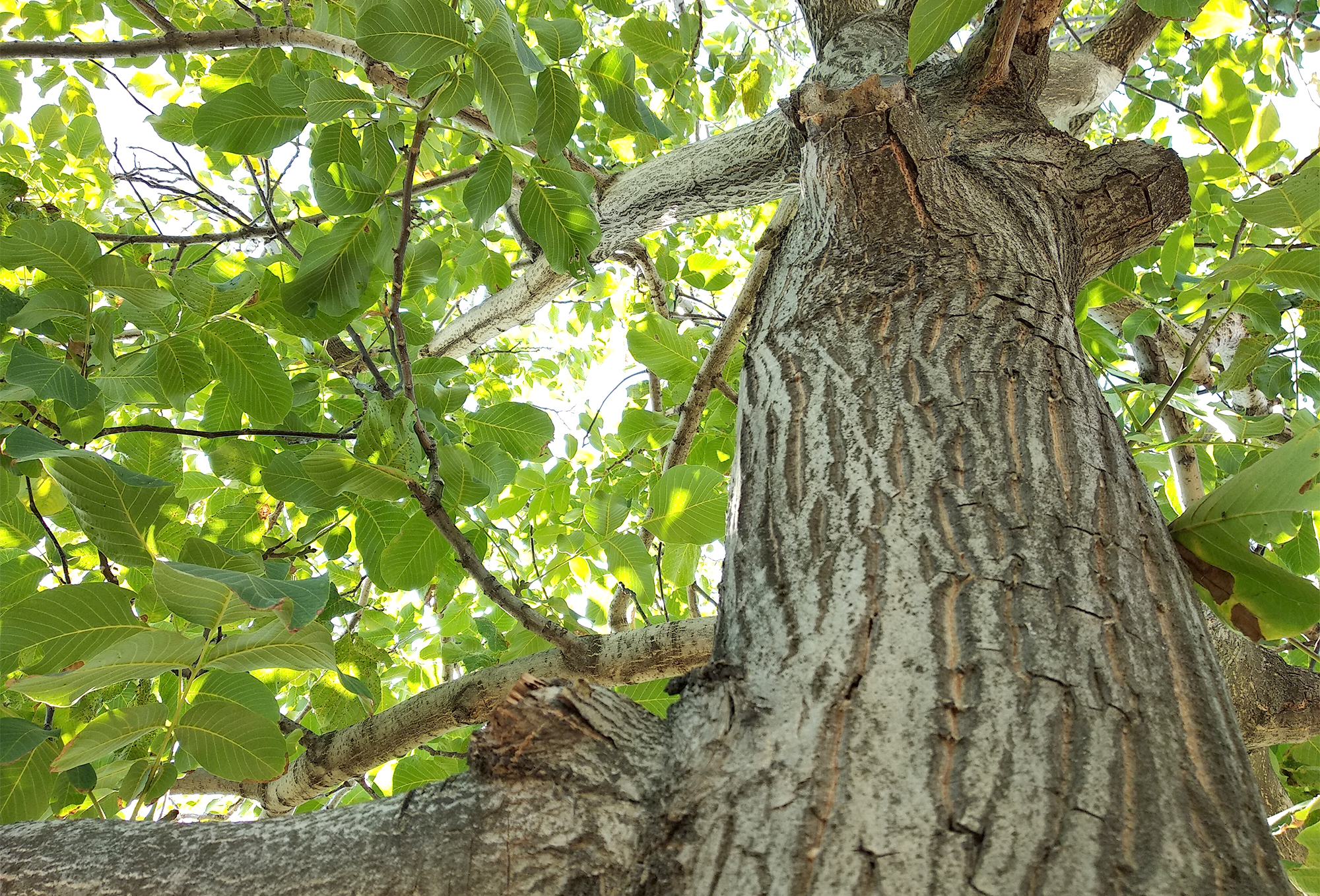 The World of Walnut Trees