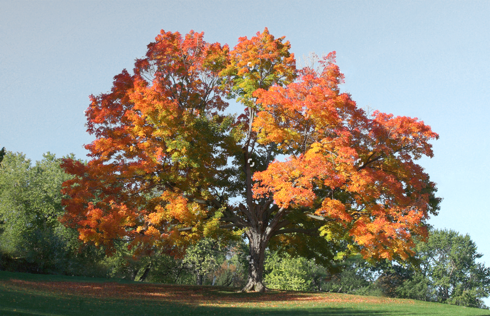 Types of Maple Trees