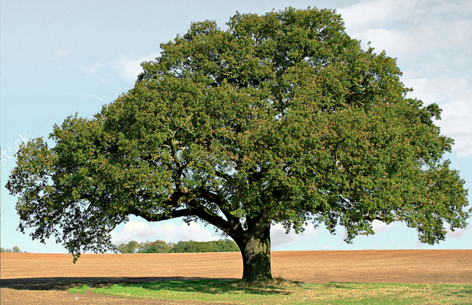 The World of Walnut Trees